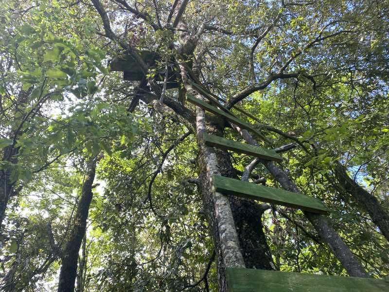 CALENDARI PER LA CACCIA DI SELEZIONE A CINGHIALI, CERVIDI E BOVIDI